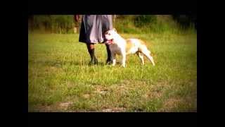 Bees Bulliessbk B2 Show Training