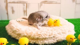 あずきとひよこ【the cutest chinchillas　＃１】チンチラの赤ちゃん　かわいい