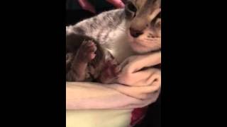 Kitty and mommy by Foster Kitty Mama 244 views 8 years ago 1 minute, 1 second