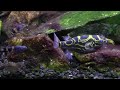 Figure 8 Puffer Eating Snails (Tetraodon Biocellatus) Brackish Tank