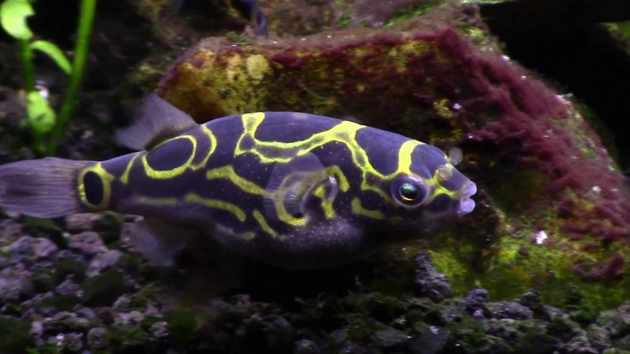 Figure 8 Puffer Eating Snails (Tetraodon Biocellatus) Brackish Tank -  YouTube