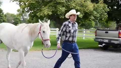 Digital Veterinary Recordkeeping with EmberEquine Recordkeeping Solution