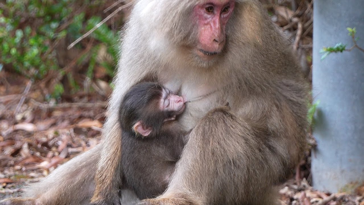 Мгновение радости: Неразрывная связь семьи макак Якушимы / monpai monyet baby bibi monkey