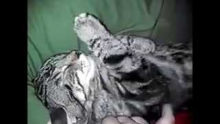Quinn the marble tabby