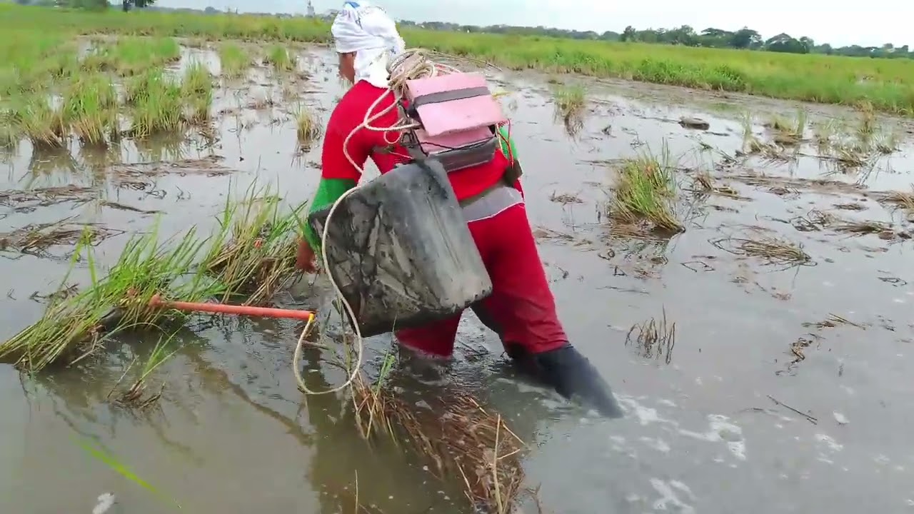 EP.78 Electric fishing panalo sa dalag at gurami sa bagong spot🌾🐟