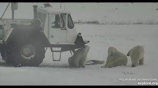 Полярные медведи изучают машину 06112022 Канада