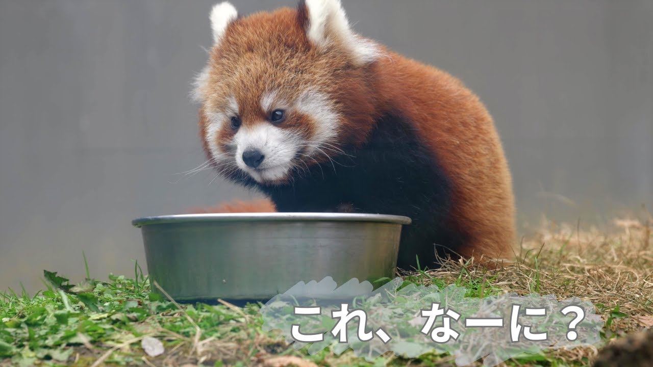 ミロくんのひとり遊び🐼🌿「これ、なに？」な時間