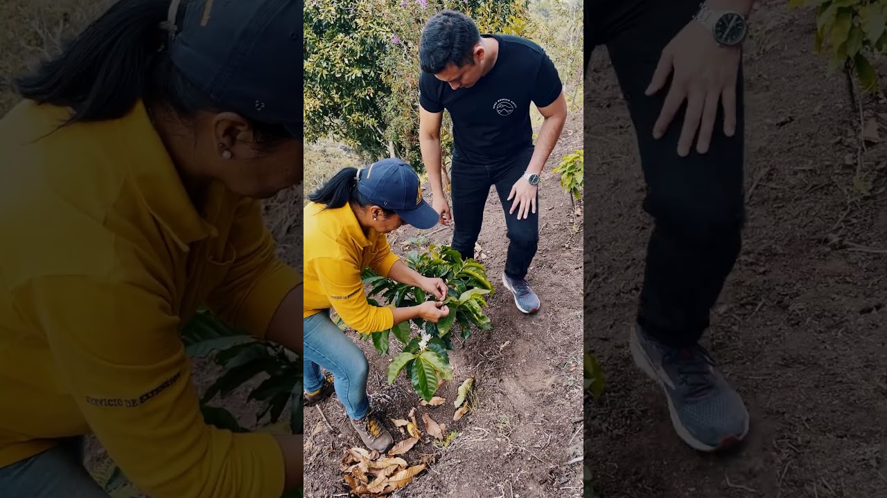 Colombian Coffee Origin Trip: A Journey to Our Farm in Cauca & Huila