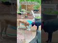 Dog Reactions That Are Too Relatable#shortvideo #shorts