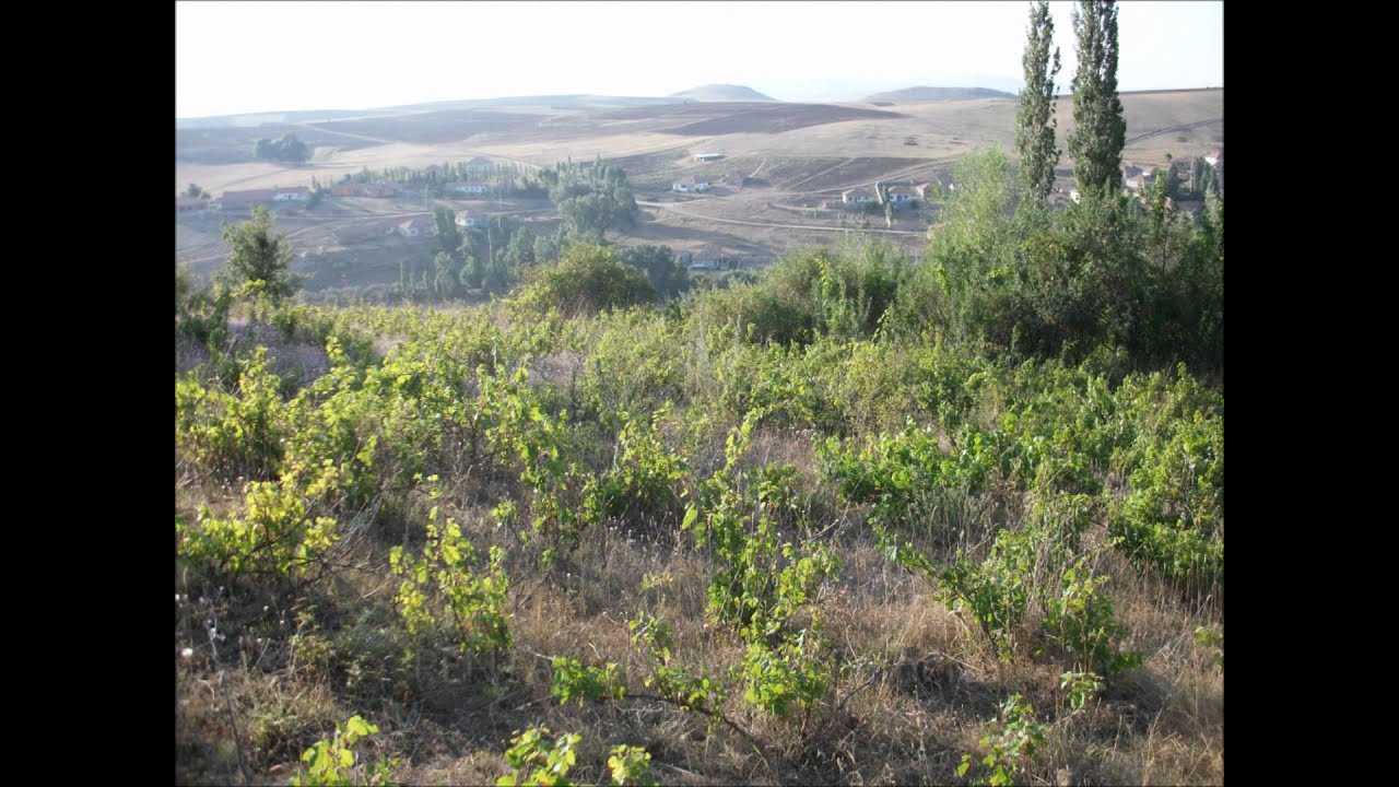 Kosealili Koyu :p KÖSEALÝLÝ ÝLKÖÐRETÝM OKULU