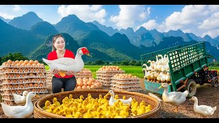 TIMELAPSE — Harvesting 1000+ Giant Ducks from Farm & Use Truck to Transport Ducks Go to Market Sell