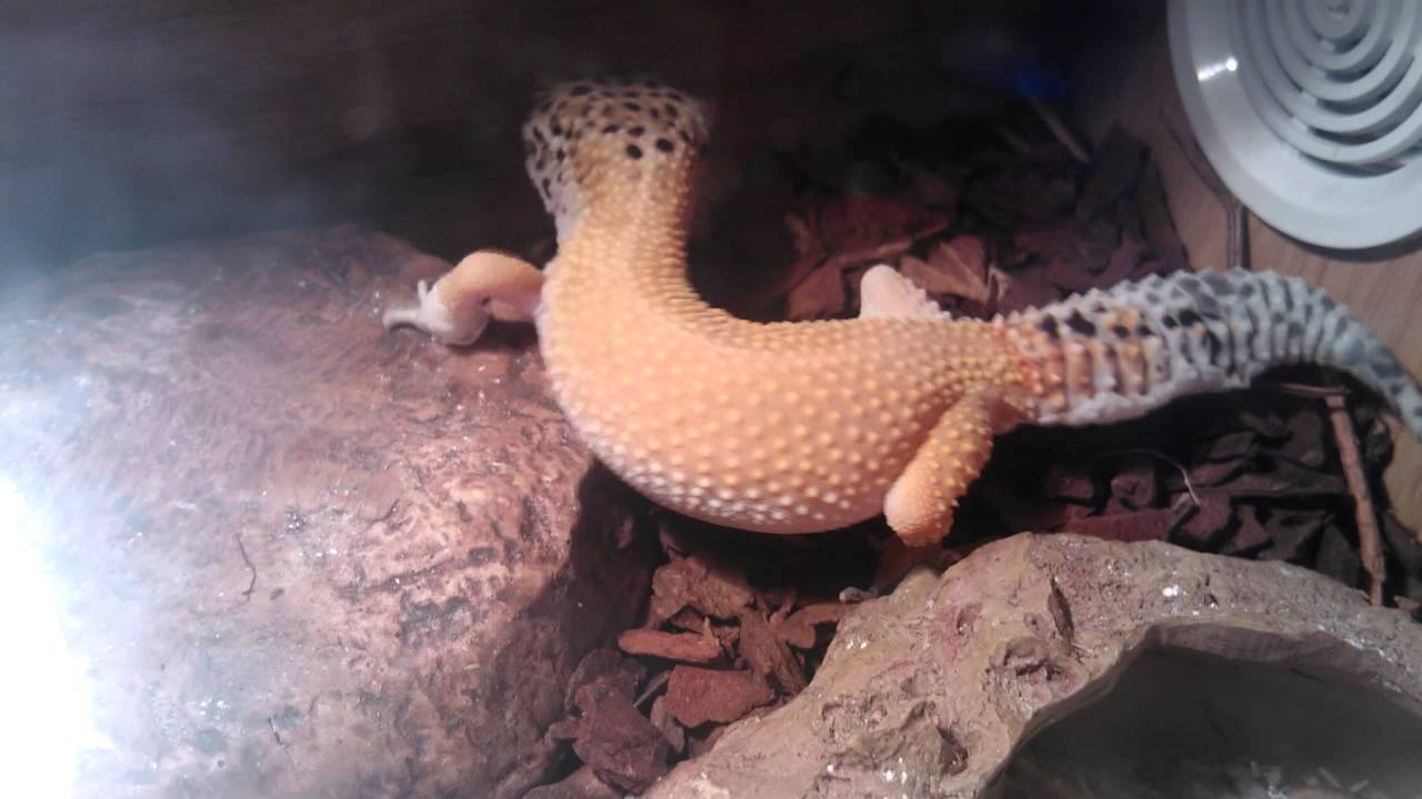 camera iphone 8 plus apk One of my baby geckos shedding her skin