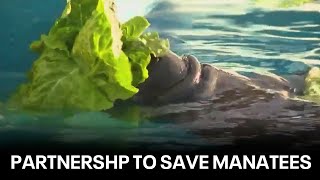 New project to grow seagrass for struggling manatee population