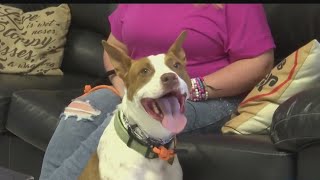 Fostering a pet can be challenging, but this San Angelo woman found out it can also be rewarding