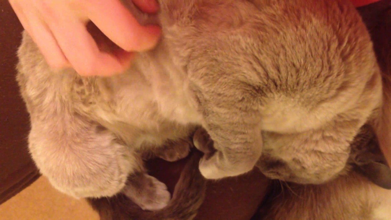 Stress Relief Tonkinese Cat Cuddle YouTube