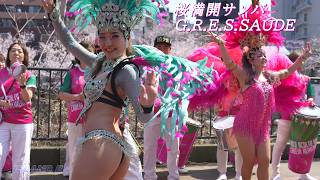 桜満開サンバ! 大人気の初黄町花見会2026 サウーヂ（G.R.E.S.SAÚDE）さんのパフォーマンス 今年もありがとう