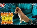 DOGVLOG ЛОКИ БОБО ОДИН ДОМА. Говорящая собака 🐾 013 серия