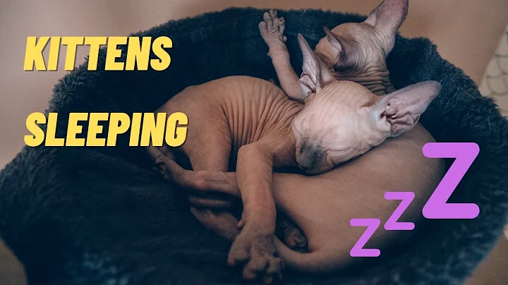 Watch the video about Calming Music for Cats with Anxiety! Kittens sleeping