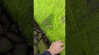 salah satu lumut terbaik untuk ikan baronang #fishing #mancingceria #mancing