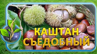 Каштан съедобный