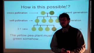 Biology Mendelian Genetics