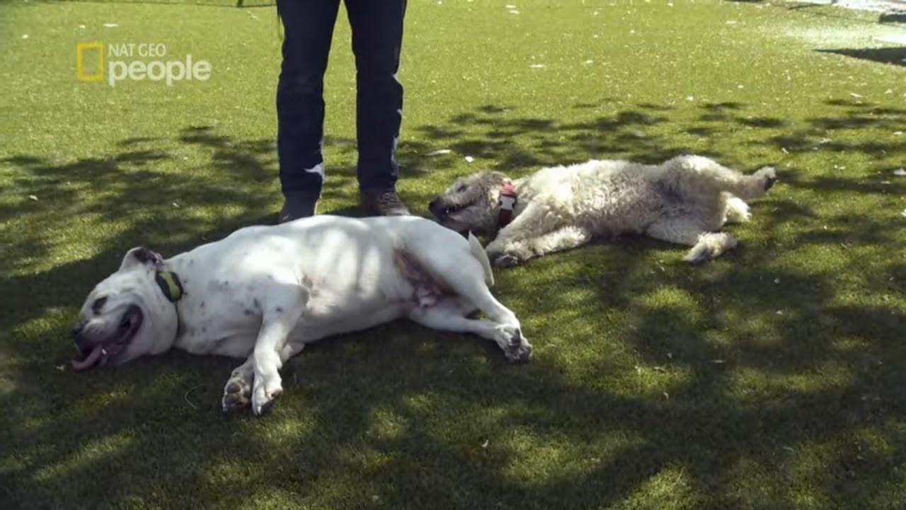 Nie spodziewali się aż takiej zmiany w zachowaniu psów [Cesar Millan na ratunek]