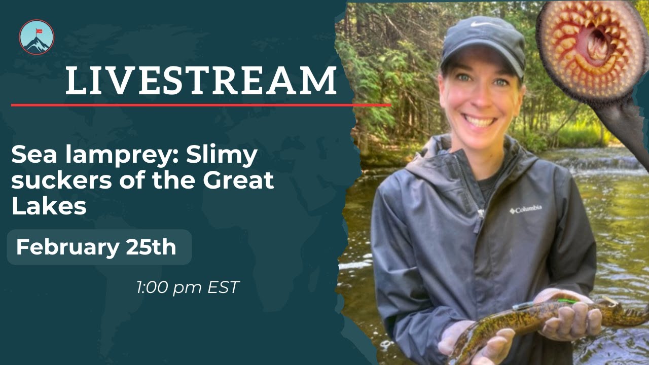 Sea lamprey: Slimy Suckers of the Great Lakes