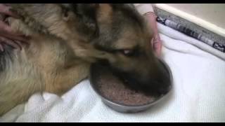 Starved dog makes miraculous recovery - 2010-04-14