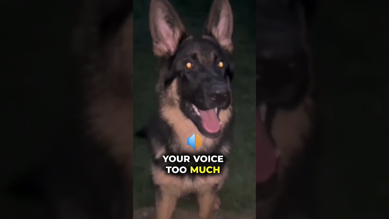 Make Your German Shepherd to Be the MOST Loyal Dog Ever! #germanshepherd #pets #amazingdogs