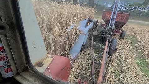 New Idea 323 Picking Corn 2020