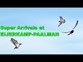 Super pigeon arrivals at eijerkamp paalman