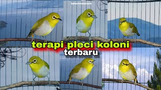 Terapi Untuk Pleci Macet Bunyi  Pancingan Pleci Bahan Biar Gacor  Terapi Pleci Koloni Terbaru