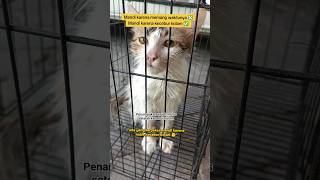 Ada Yang Habis Kecebur Kolam  cute  cat kitten cutecat cats catlovers kucing imut