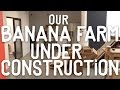 Visitez avec David notre Bananaraie de Brooklyn !