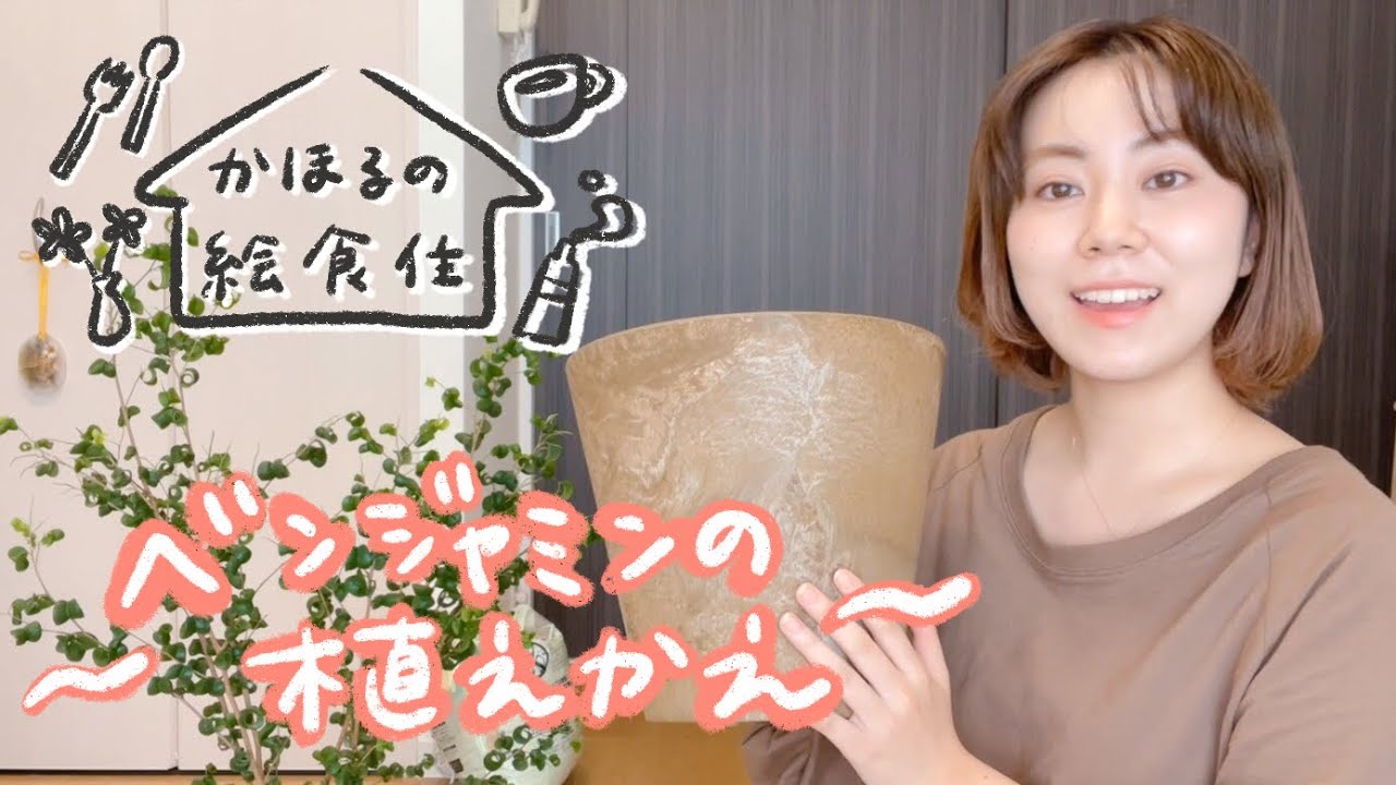 【観葉植物】ベンジャミンの植え替え