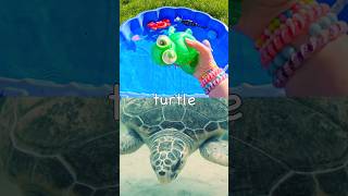 Kids Learn with Toys | Sea Animal Names: Turtle Manta Ray Shark Guitarfish Saw Shark