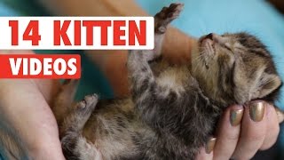 14 Kitten Videos Compilation 2016