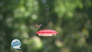 Hummingbird Feeder 101