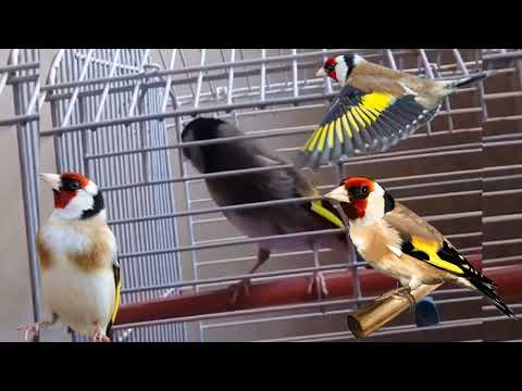 تغريد طائر الحسون صوت مقنين جميل صطيلة طيور الحسون 