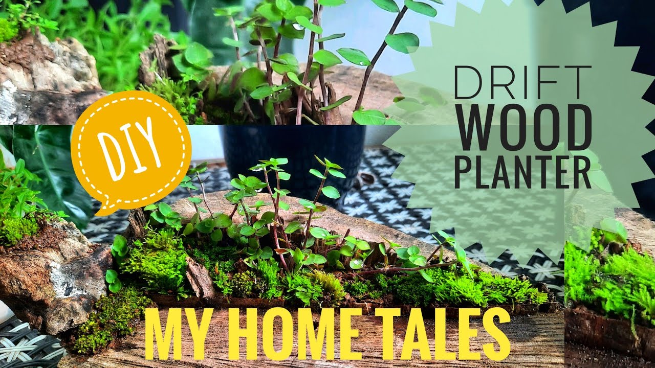 DRIFT WOOD PLANTER| MY HOME TALES