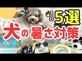 【熱中症予防】犬の暑さ対策５選