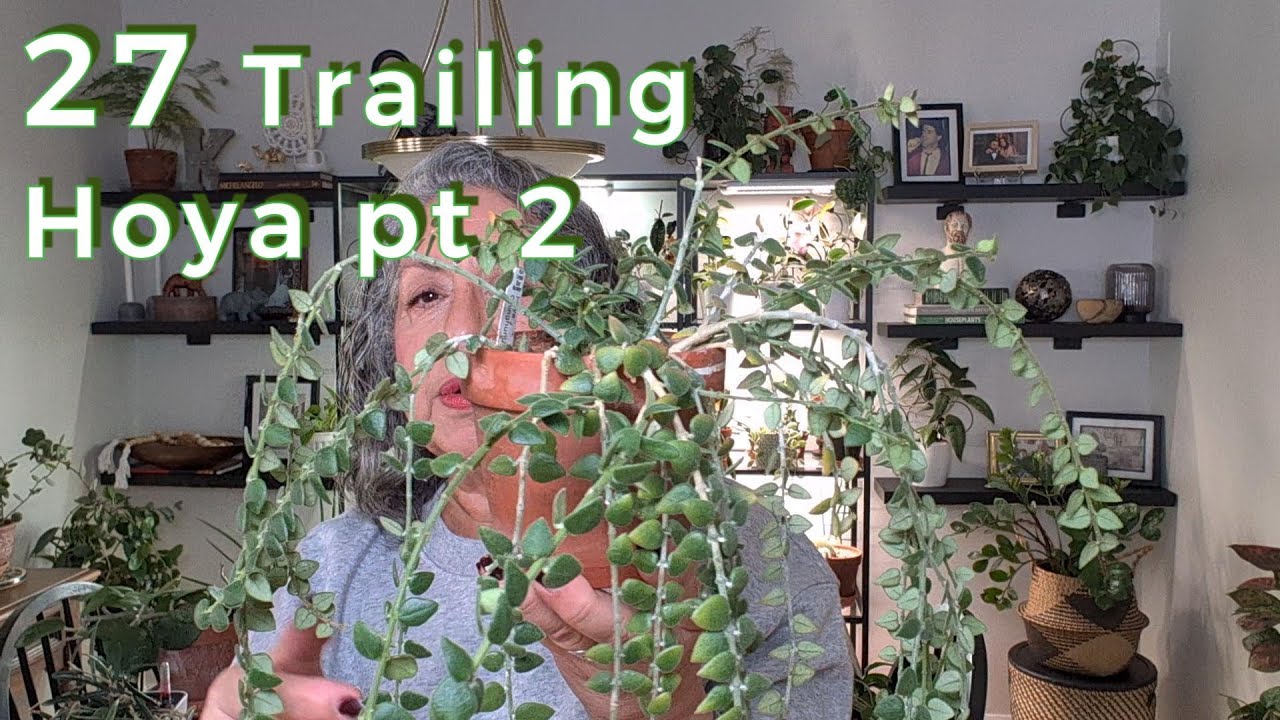 “27 Stunning Trailing Hoyas You’ll Want in Your Collection!”🌿Part 2