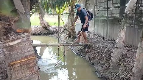 Kích cá khu vườn gần ruộng lúa trúng nguyên bầy cá khủng quá sướng tay