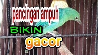 cucak ijo jantan langsung jamtrok dengar kicauan betina