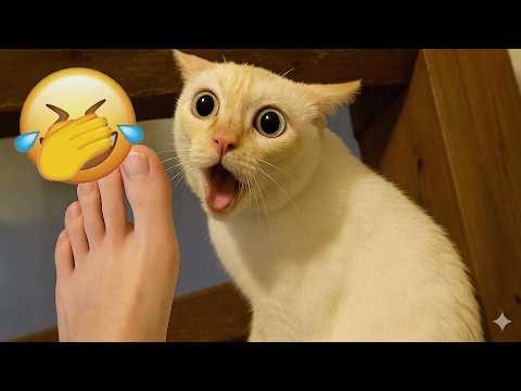 Best Cat Moments 🐷 | TRY NOT TO LAUGH – FUNNY Cat FAILS Compilation 😅