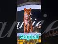 Magical | Seoul South Korea 🇰🇷 | Light board