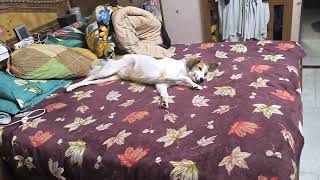 Dog occupies full bed to sleep 