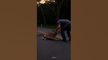 Trying his best to free the deer from the python
