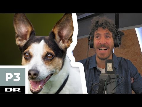 Video: Gør hunde underlige, når de er tænder?