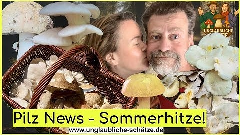 June heat, full baskets: Porcini mushrooms, chanterelles, and more despite 35°C! 🍄 Mushroom news ...